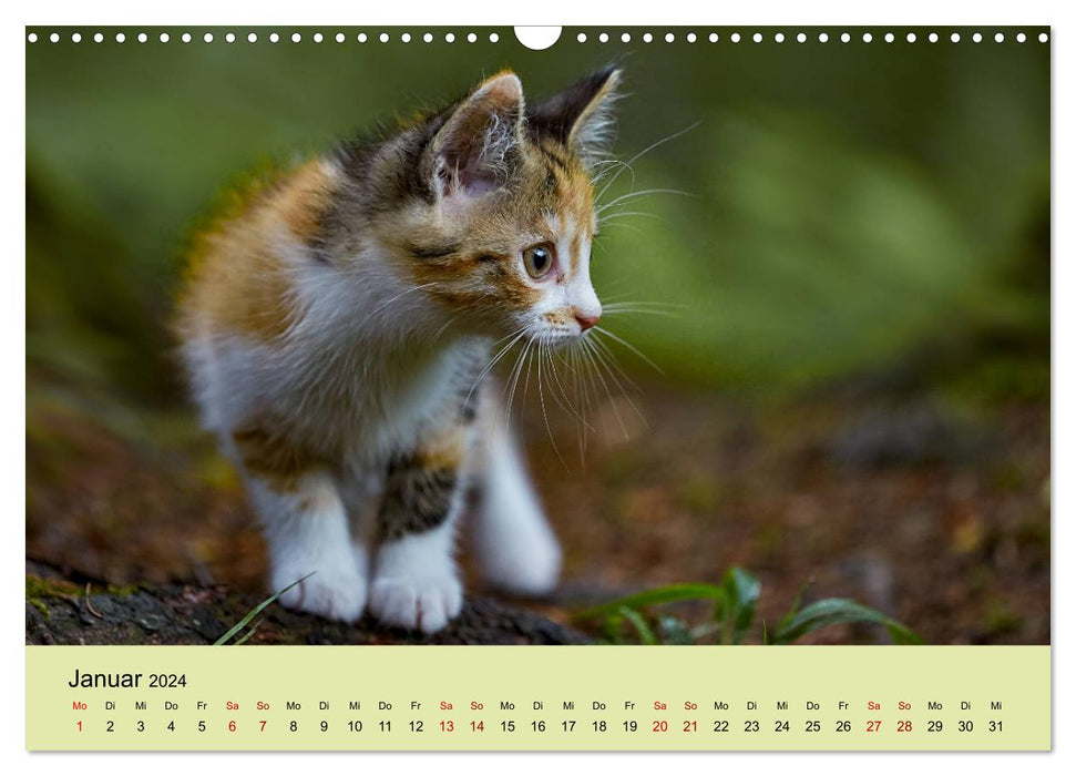 Jeunes chats dans la forêt (Calendrier mural CALVENDO 2024) 