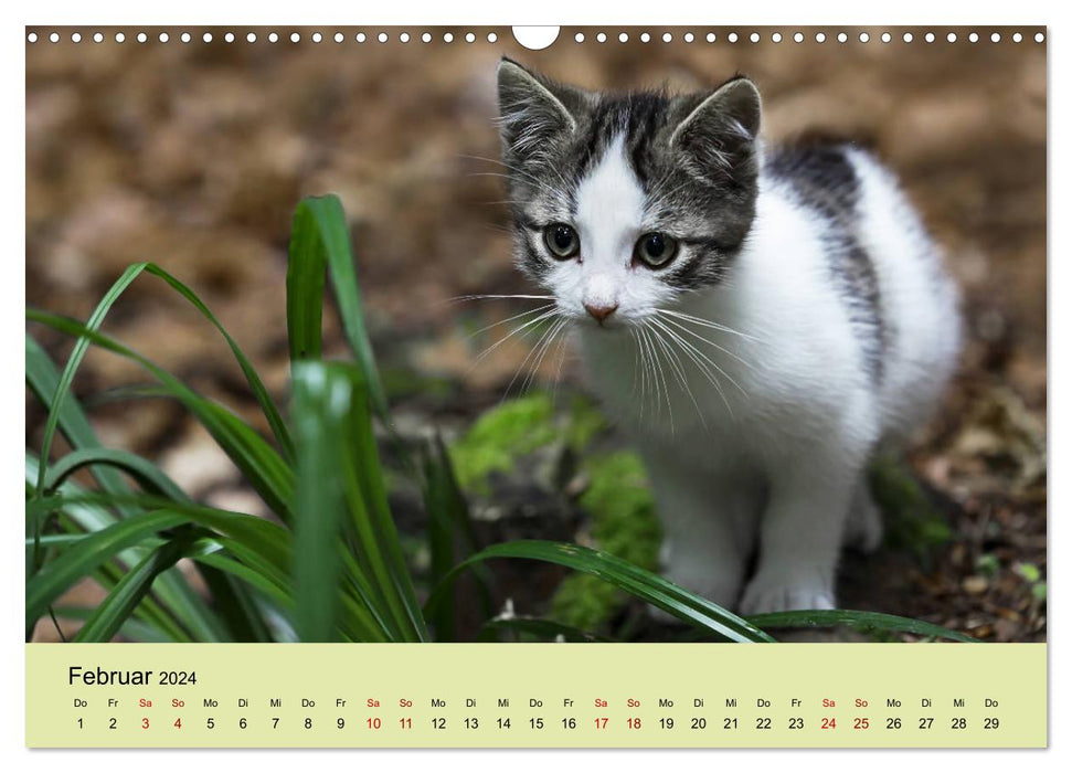 Jeunes chats dans la forêt (Calendrier mural CALVENDO 2024) 