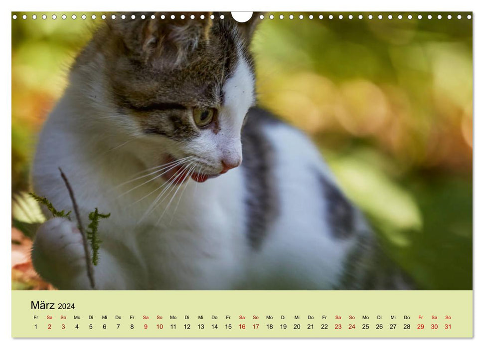 Young cats in the forest (CALVENDO wall calendar 2024) 