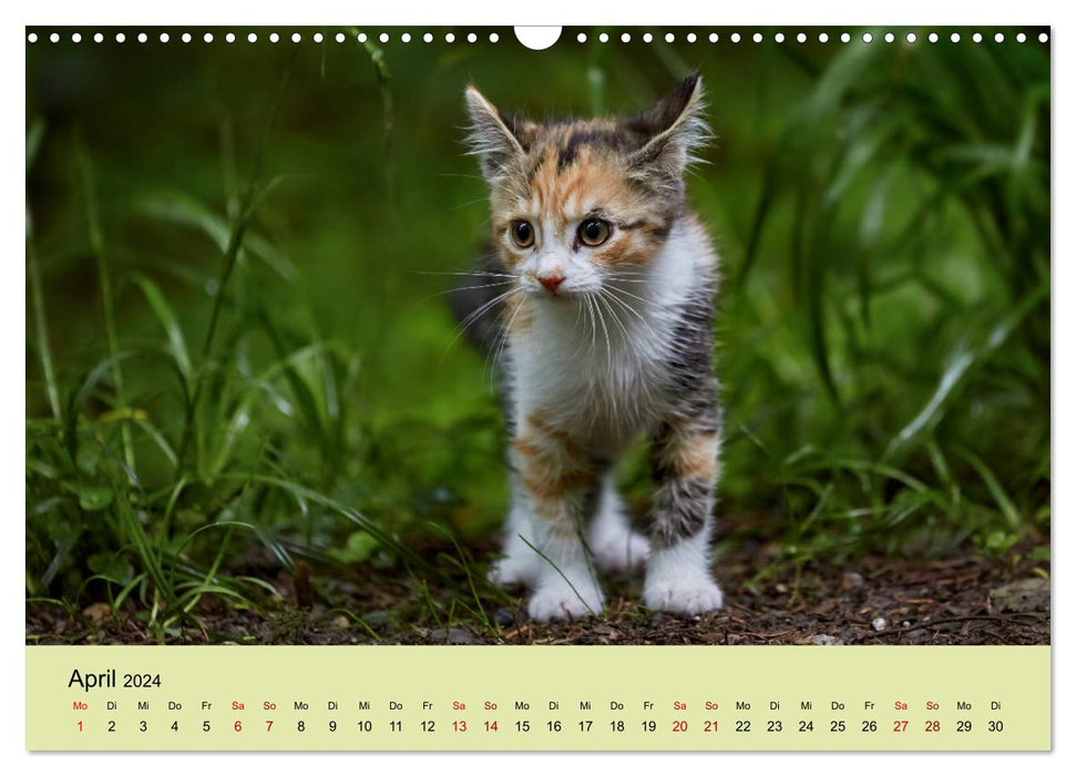 Jeunes chats dans la forêt (Calendrier mural CALVENDO 2024) 