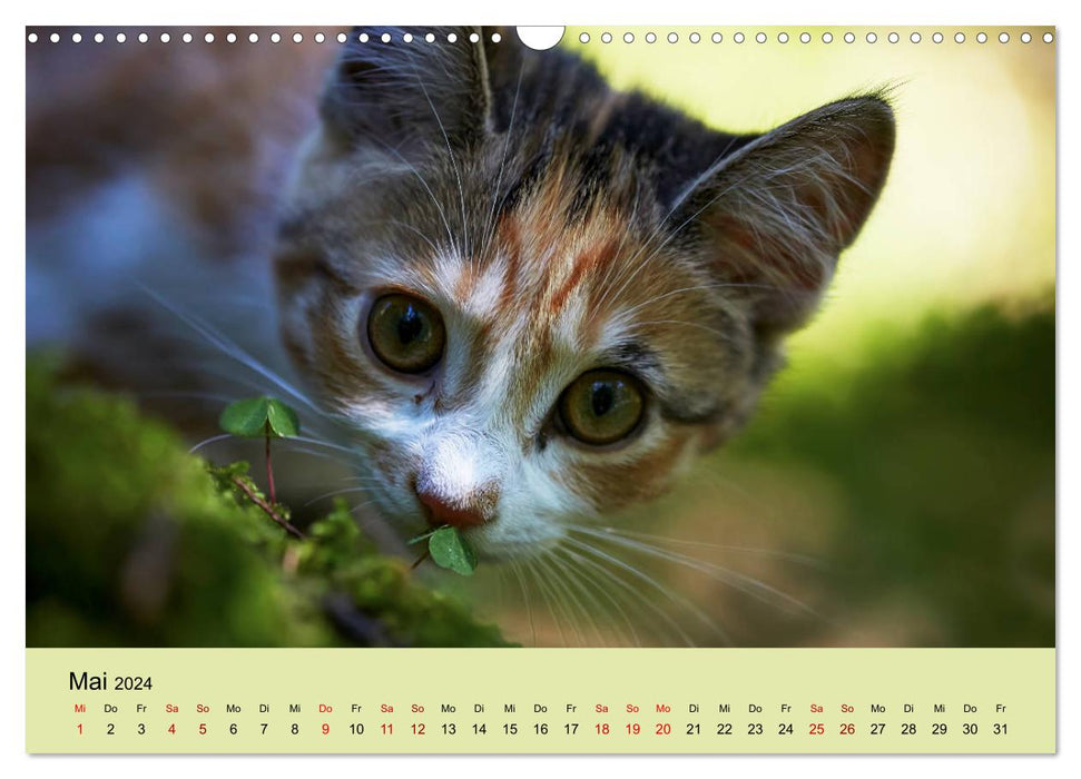 Jeunes chats dans la forêt (Calendrier mural CALVENDO 2024) 