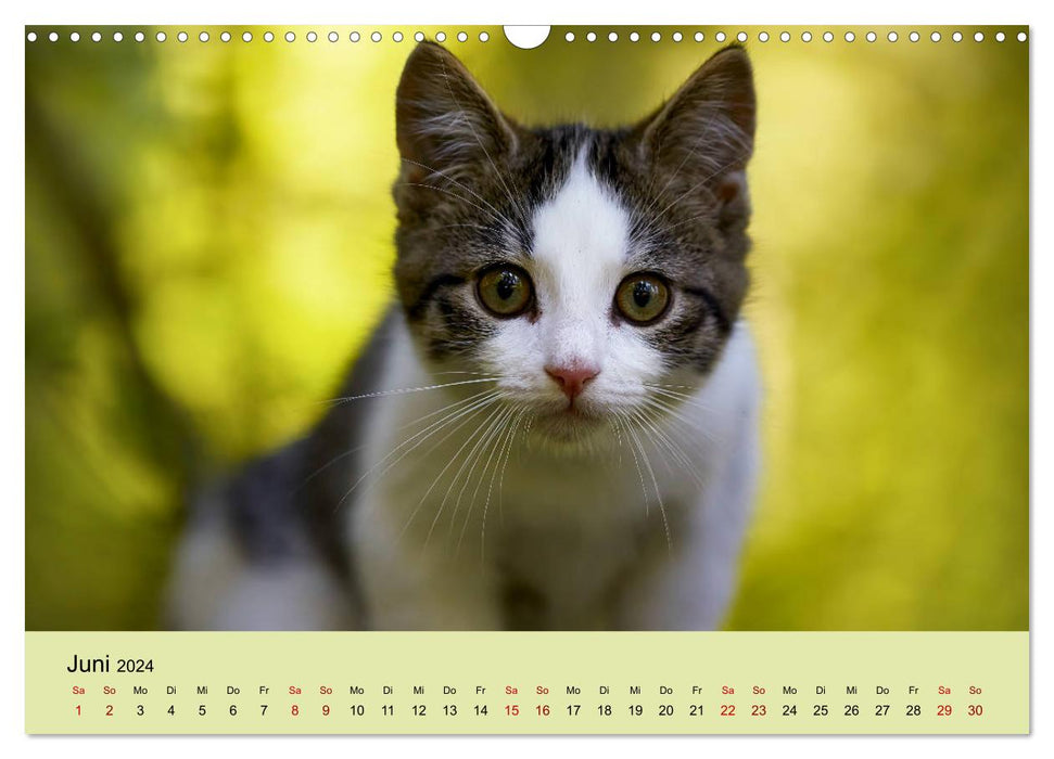 Young cats in the forest (CALVENDO wall calendar 2024) 