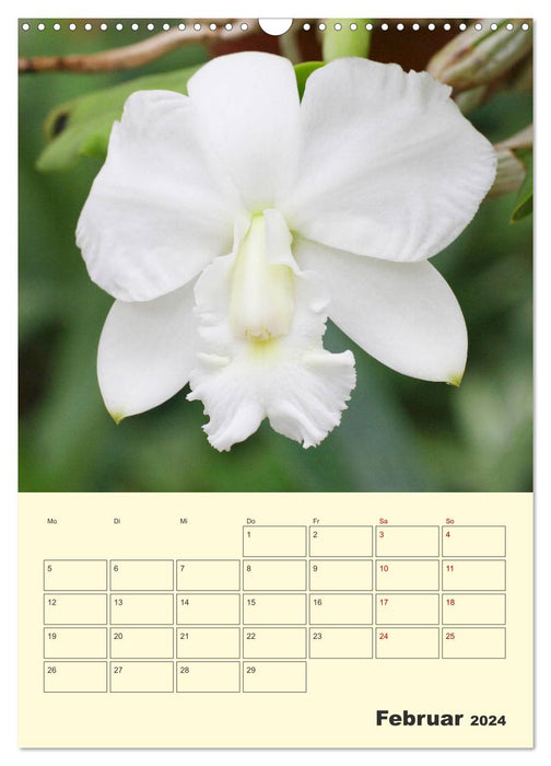 Wonderful cattle (CALVENDO wall calendar 2024) 