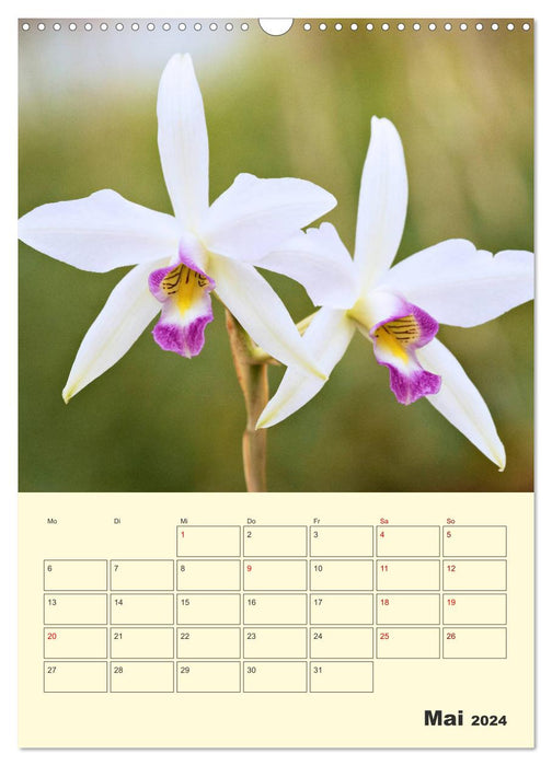 Wonderful cattle (CALVENDO wall calendar 2024) 