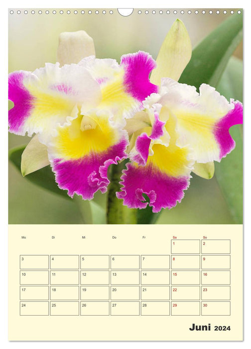 Wonderful cattle (CALVENDO wall calendar 2024) 