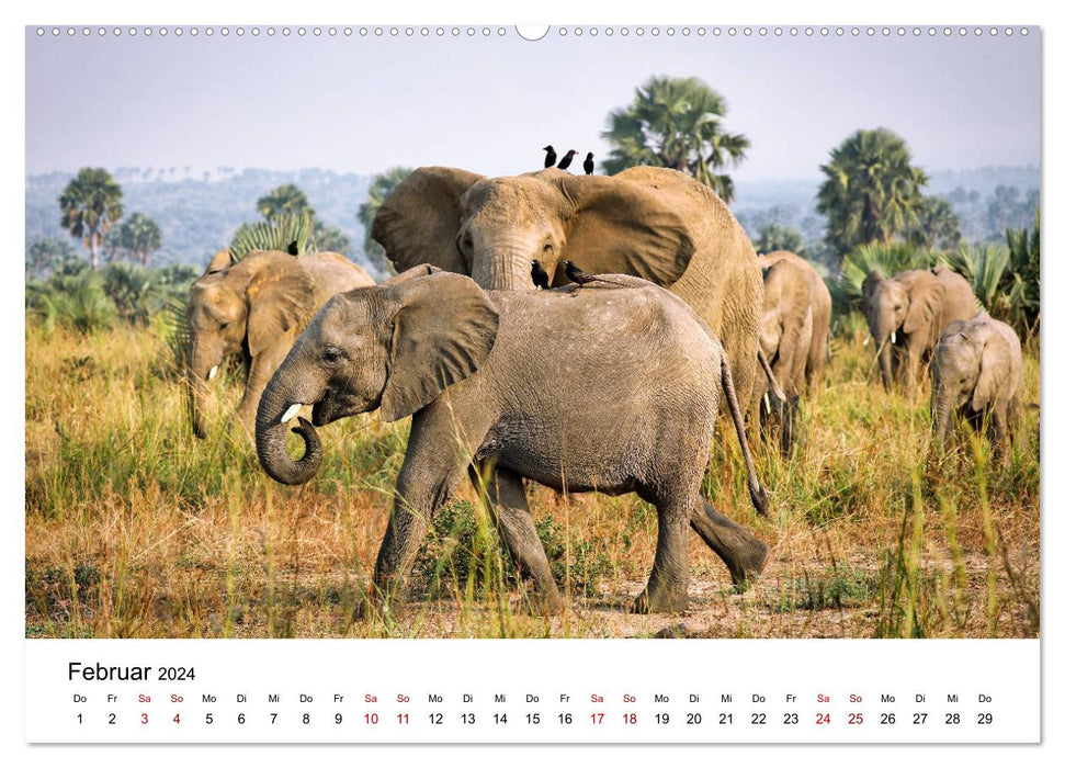 OUGANDA – Parc national de Murchison Falls (Calvendo Premium Wall Calendar 2024) 