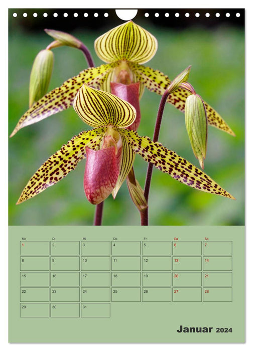 Wundervolle Paphiopedilum (CALVENDO Wandkalender 2024)