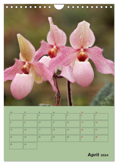 Wundervolle Paphiopedilum (CALVENDO Wandkalender 2024)