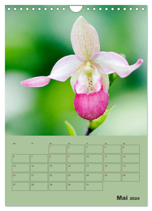 Wonderful Paphiopedilum (CALVENDO wall calendar 2024) 