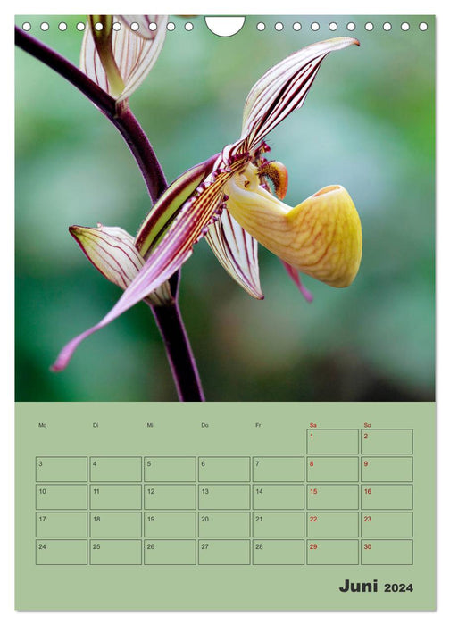 Wonderful Paphiopedilum (CALVENDO wall calendar 2024) 