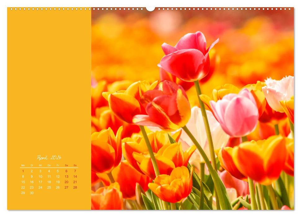 Knallbunt - Ein Potpourri der Farben (CALVENDO Premium Wandkalender 2024)