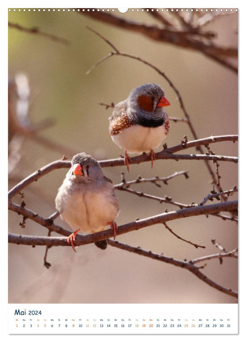 Australia's weird birds 2024 (CALVENDO wall calendar 2024) 