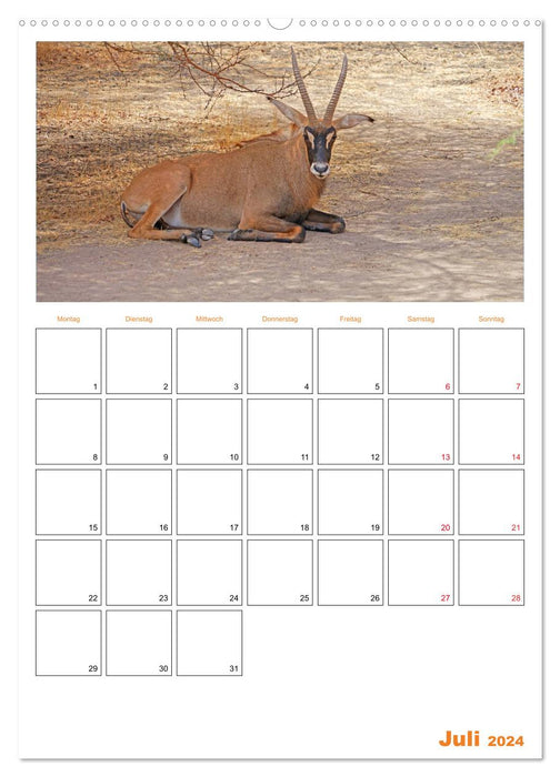 Experience Gambia and Senegal (CALVENDO Premium Wall Calendar 2024) 