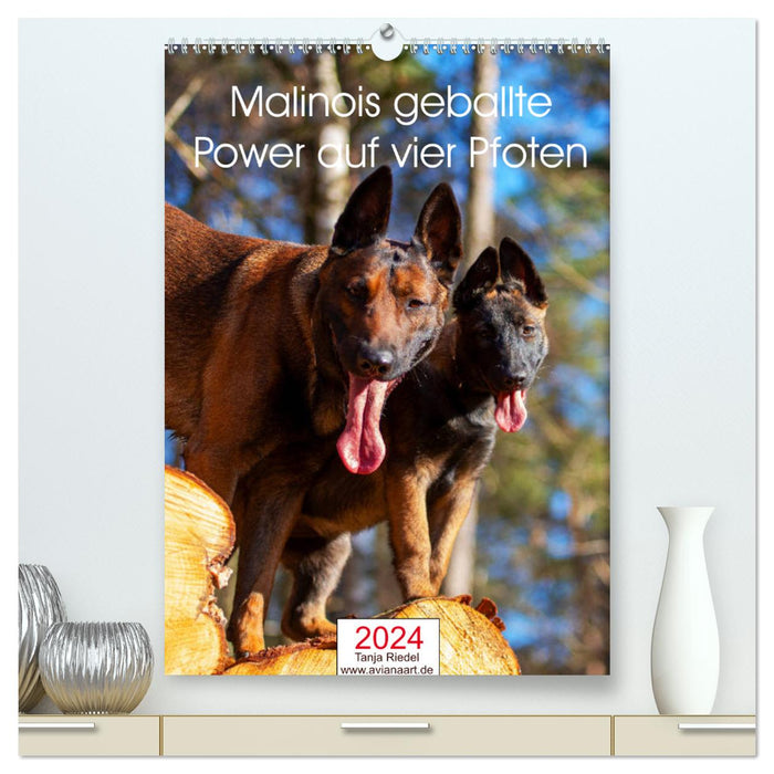 Malinois concentrated power on four paws (CALVENDO Premium Wall Calendar 2024) 