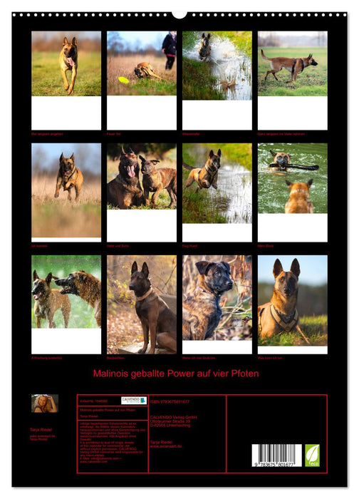 Malinois concentrated power on four paws (CALVENDO Premium Wall Calendar 2024) 