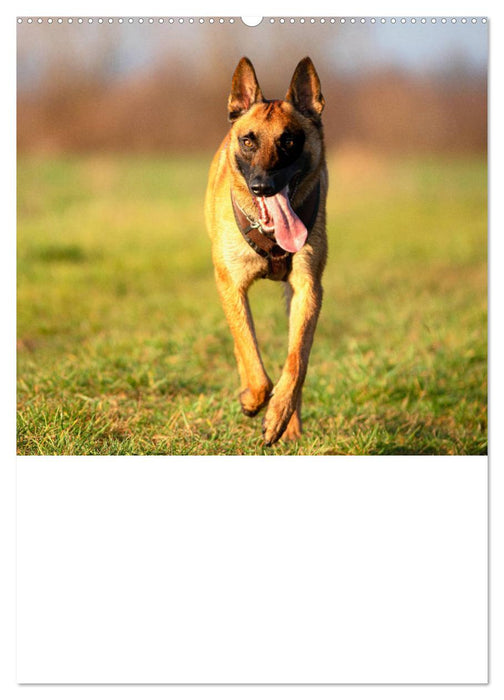 Malinois concentrated power on four paws (CALVENDO Premium Wall Calendar 2024) 