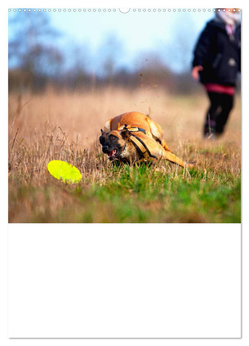 Malinois geballte Power auf vier Pfoten (CALVENDO Premium Wandkalender 2024)