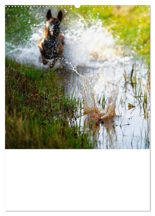 Malinois concentrated power on four paws (CALVENDO Premium Wall Calendar 2024) 