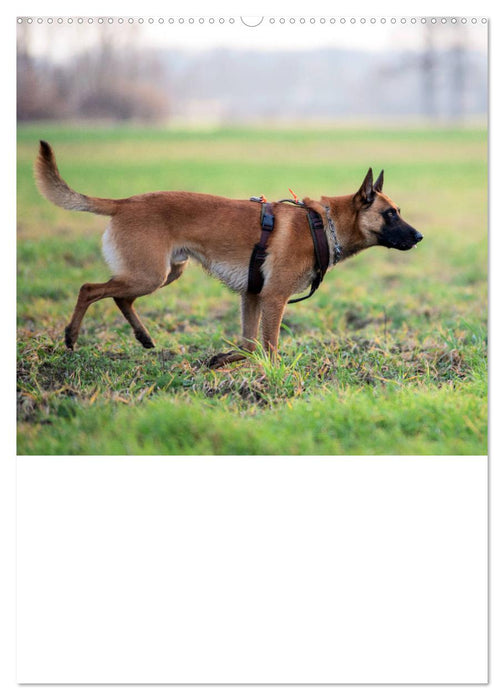 Malinois concentrated power on four paws (CALVENDO Premium Wall Calendar 2024) 