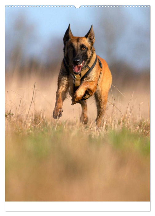 Malinois concentrated power on four paws (CALVENDO Premium Wall Calendar 2024) 