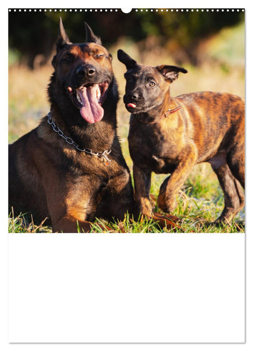 Malinois concentrated power on four paws (CALVENDO Premium Wall Calendar 2024) 