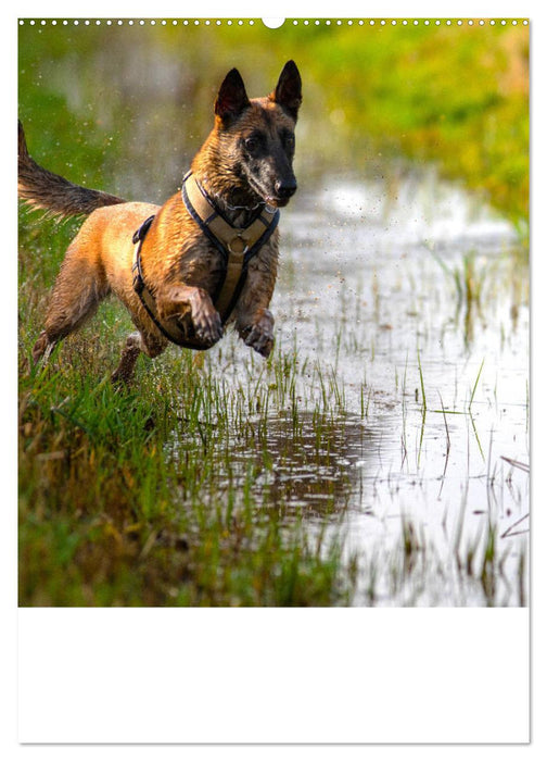 Malinois geballte Power auf vier Pfoten (CALVENDO Premium Wandkalender 2024)