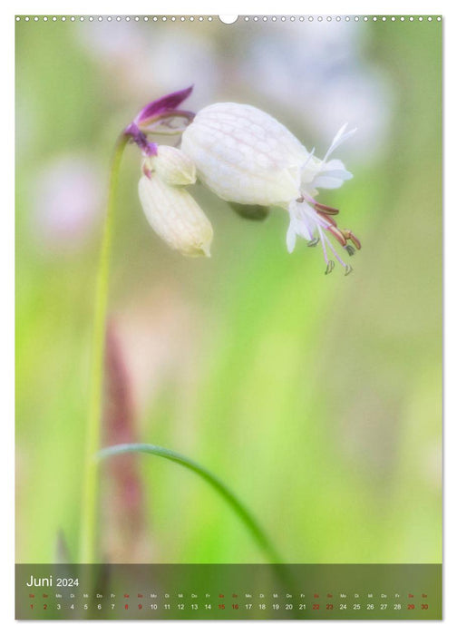 Wild flower dreams (CALVENDO Premium wall calendar 2024) 