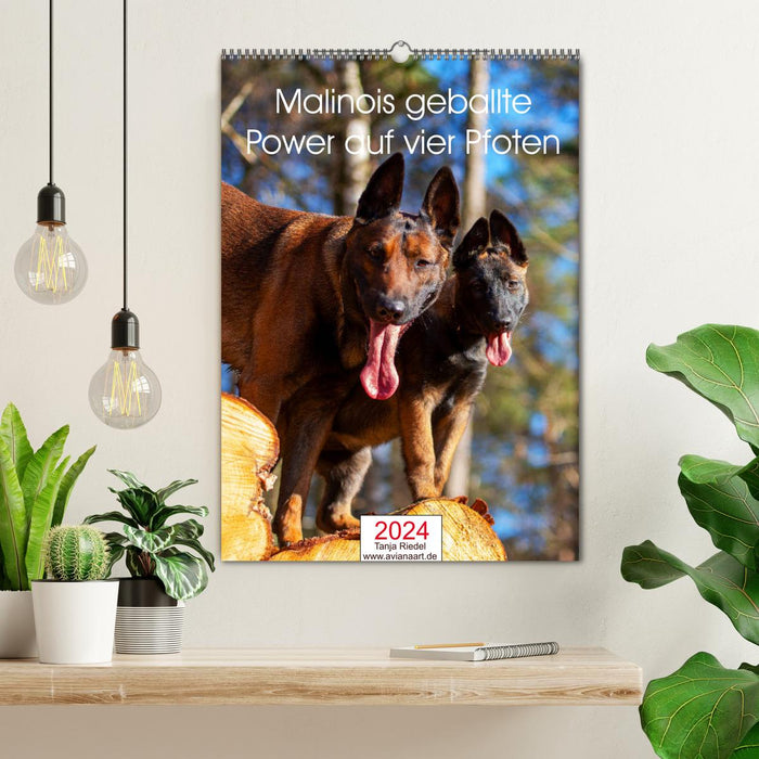 Malinois concentrated power on four paws (CALVENDO wall calendar 2024) 