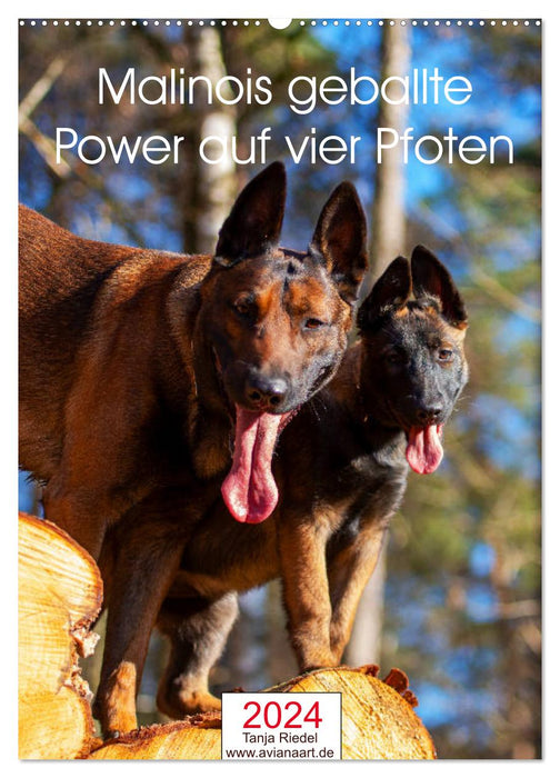 Malinois geballte Power auf vier Pfoten (CALVENDO Wandkalender 2024)