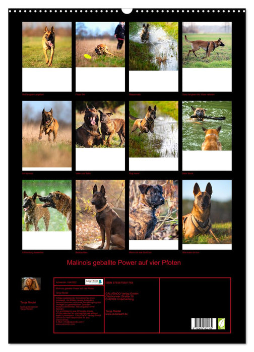 Malinois concentrated power on four paws (CALVENDO wall calendar 2024) 