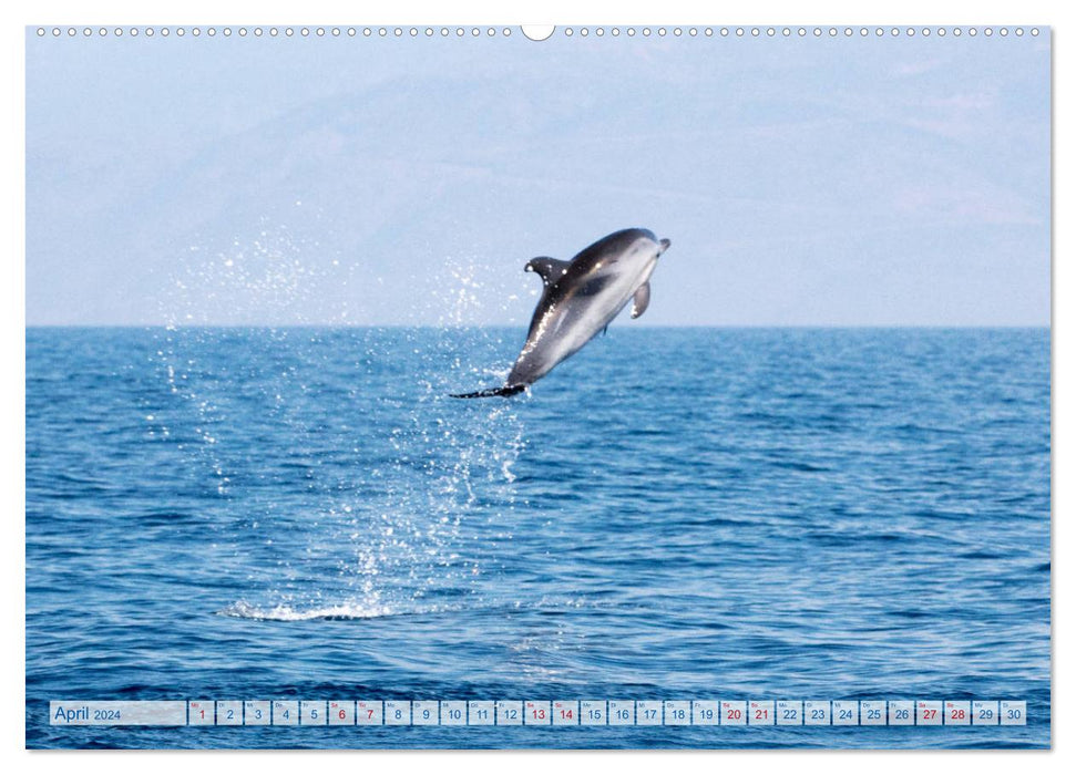 Wilde Streifendelfine im Golf von Korinth (CALVENDO Premium Wandkalender 2024)
