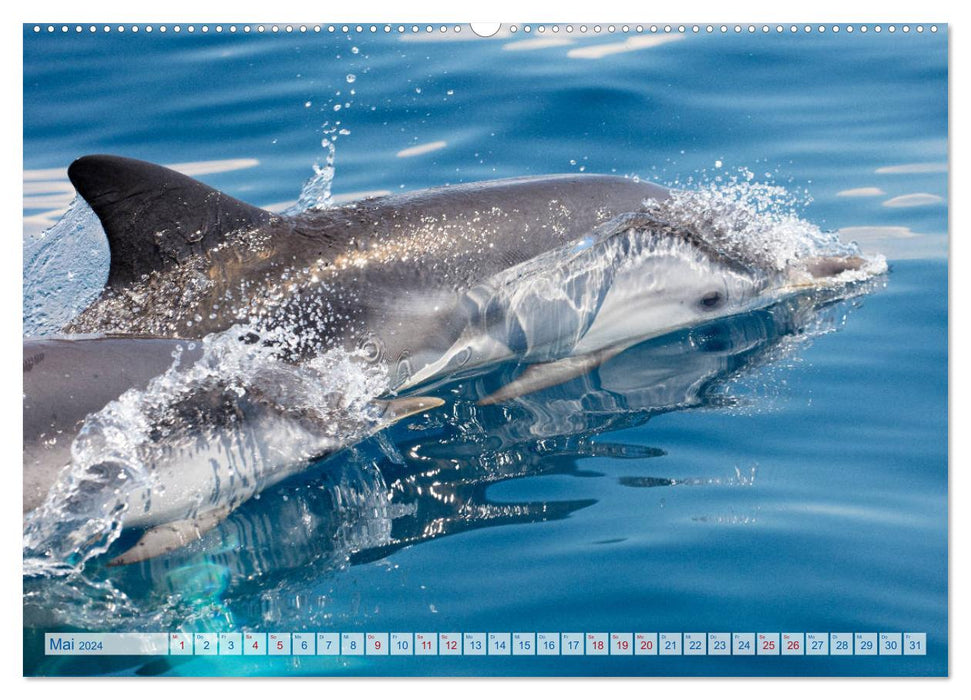 Wilde Streifendelfine im Golf von Korinth (CALVENDO Premium Wandkalender 2024)