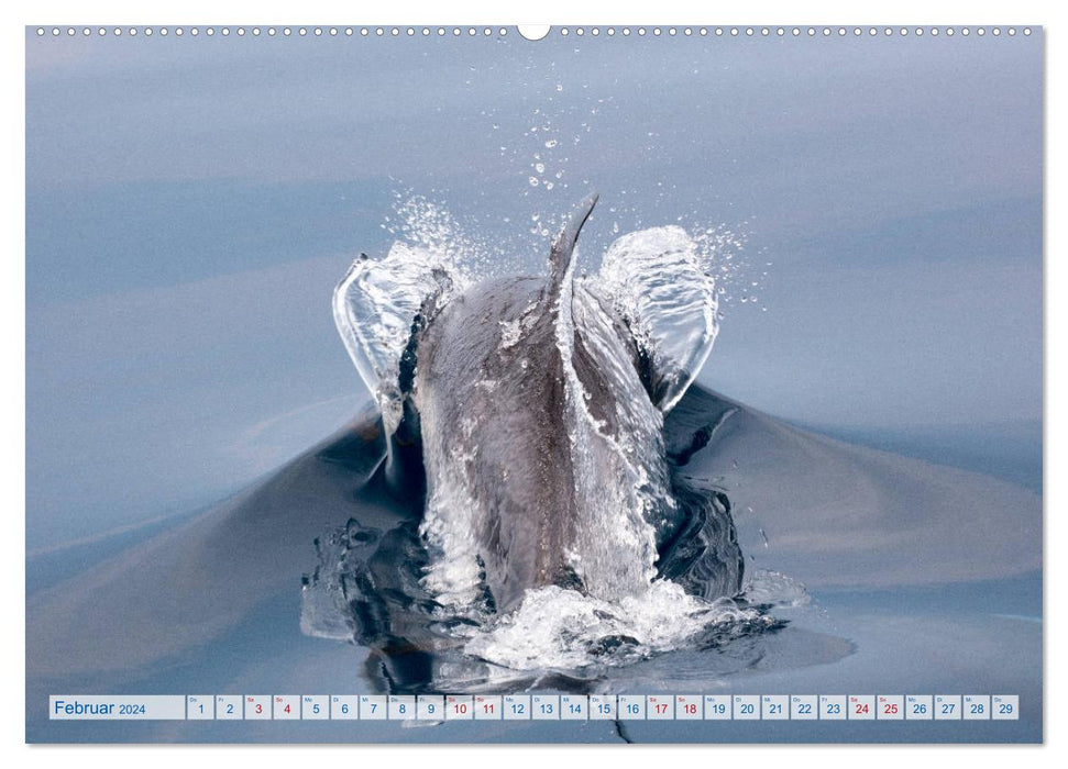 Wilde Streifendelfine im Golf von Korinth (CALVENDO Wandkalender 2024)