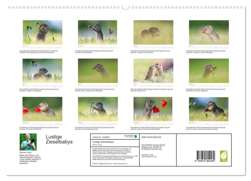 Lustige Zieselbabys (CALVENDO Premium Wandkalender 2024)