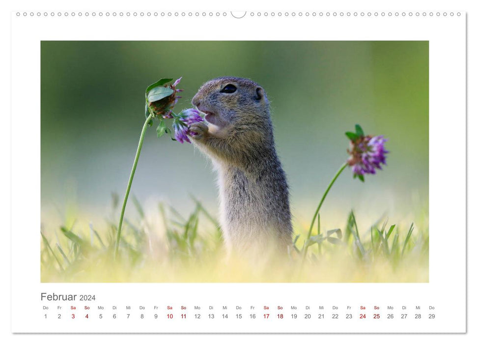 Lustige Zieselbabys (CALVENDO Premium Wandkalender 2024)