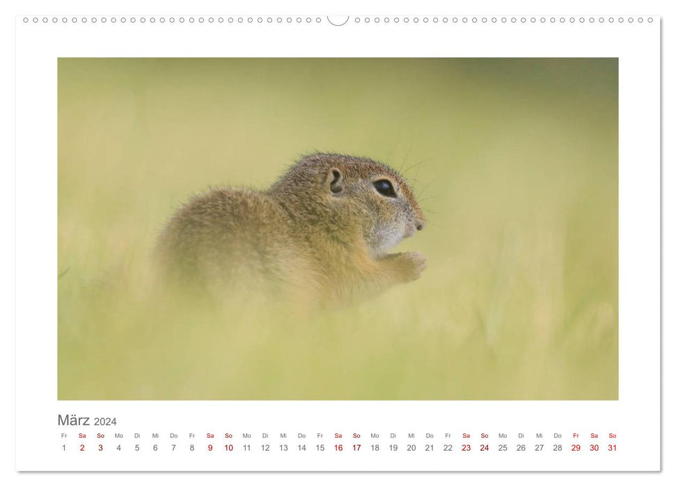 Lustige Zieselbabys (CALVENDO Premium Wandkalender 2024)