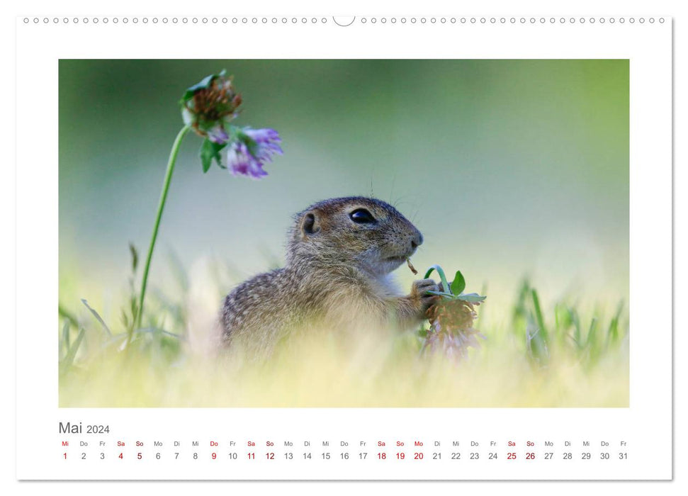 Lustige Zieselbabys (CALVENDO Premium Wandkalender 2024)