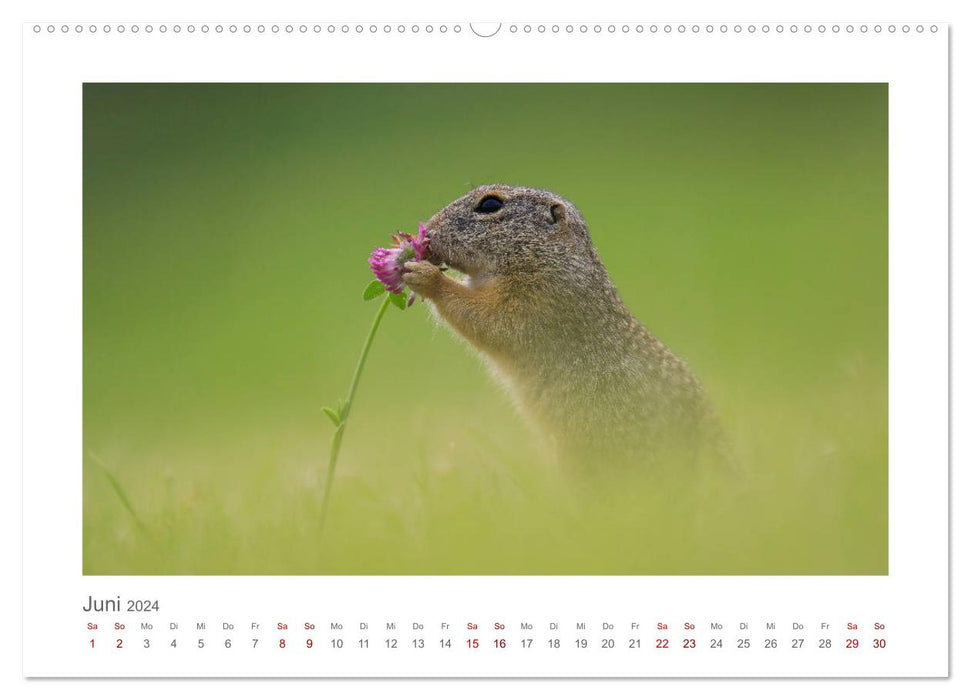 Lustige Zieselbabys (CALVENDO Premium Wandkalender 2024)