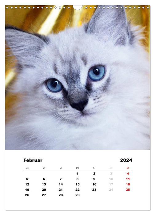 Kätzchen - Portraits der Kleinen (CALVENDO Wandkalender 2024)