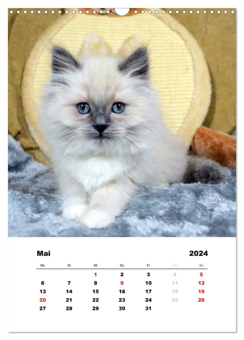 Kätzchen - Portraits der Kleinen (CALVENDO Wandkalender 2024)