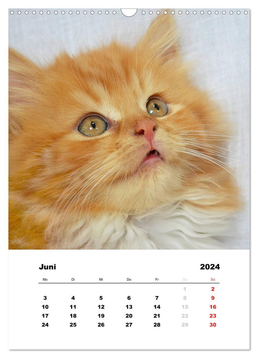 Kätzchen - Portraits der Kleinen (CALVENDO Wandkalender 2024)