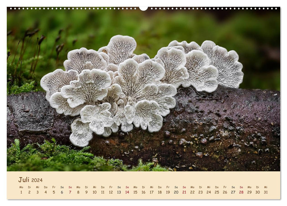 Pilzgalerie - Eindrucksvolle Aufnahmen von unseren heimischen Pilzen (CALVENDO Premium Wandkalender 2024)