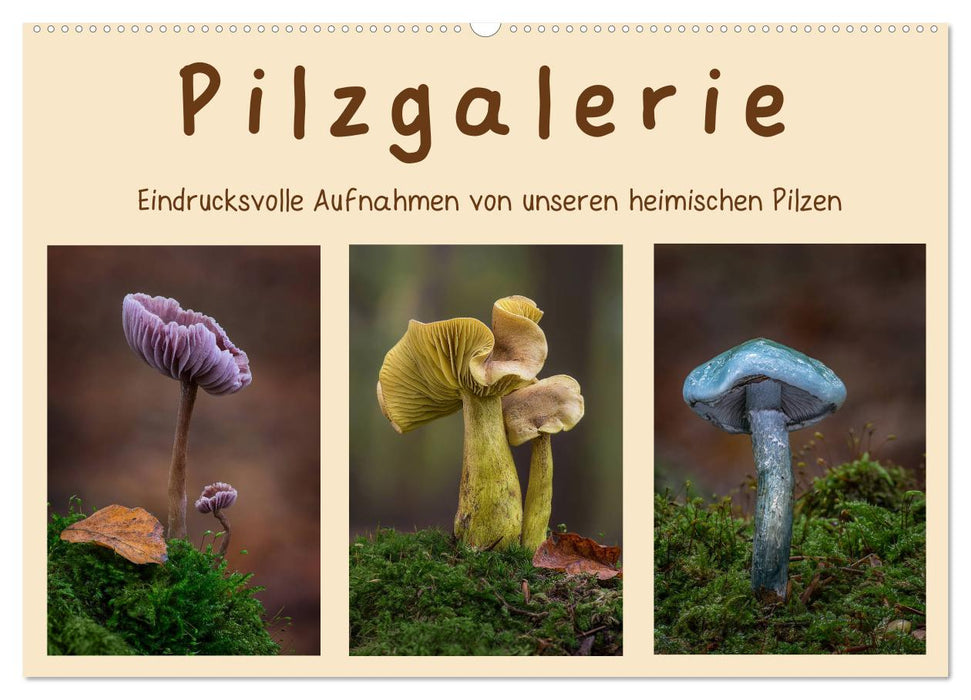 Pilzgalerie - Eindrucksvolle Aufnahmen von unseren heimischen Pilzen (CALVENDO Wandkalender 2024)