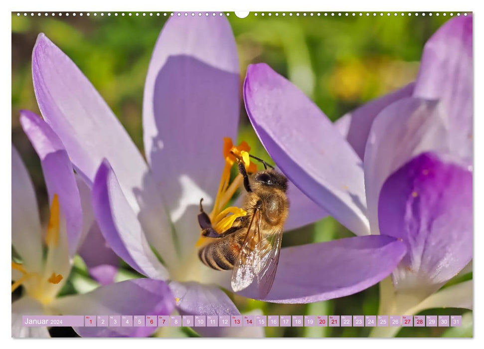 Mit Frühlingsgefühlen durchs Leben (CALVENDO Wandkalender 2024)