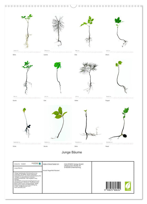 Junge Bäume (CALVENDO Premium Wandkalender 2024)