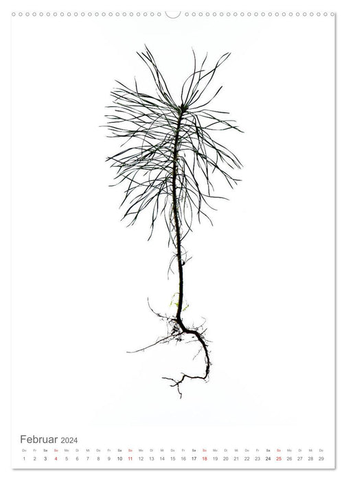 Junge Bäume (CALVENDO Premium Wandkalender 2024)