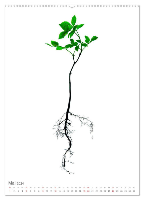 Junge Bäume (CALVENDO Premium Wandkalender 2024)