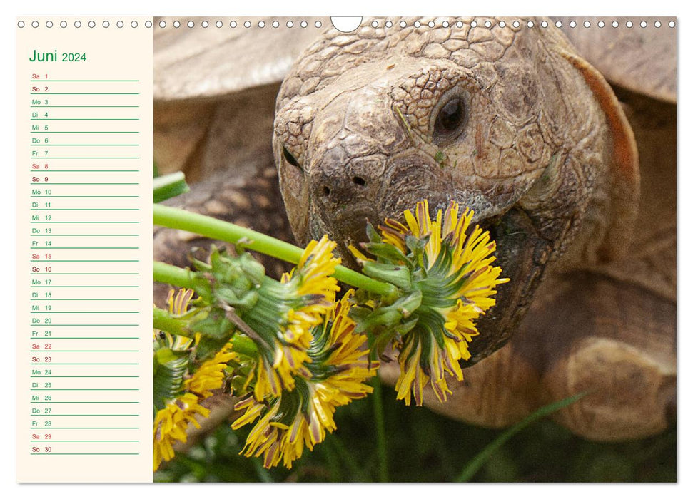 Meine Schildkröten - Geburtstagskalender (CALVENDO Wandkalender 2024)