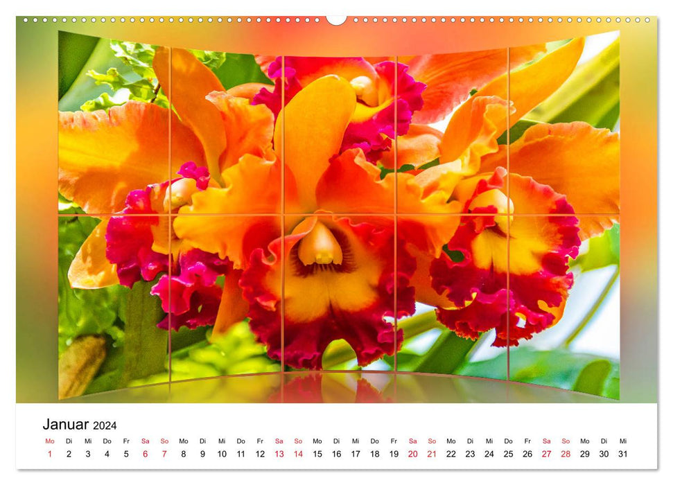 Orchideen Bildergalerie (CALVENDO Wandkalender 2024)