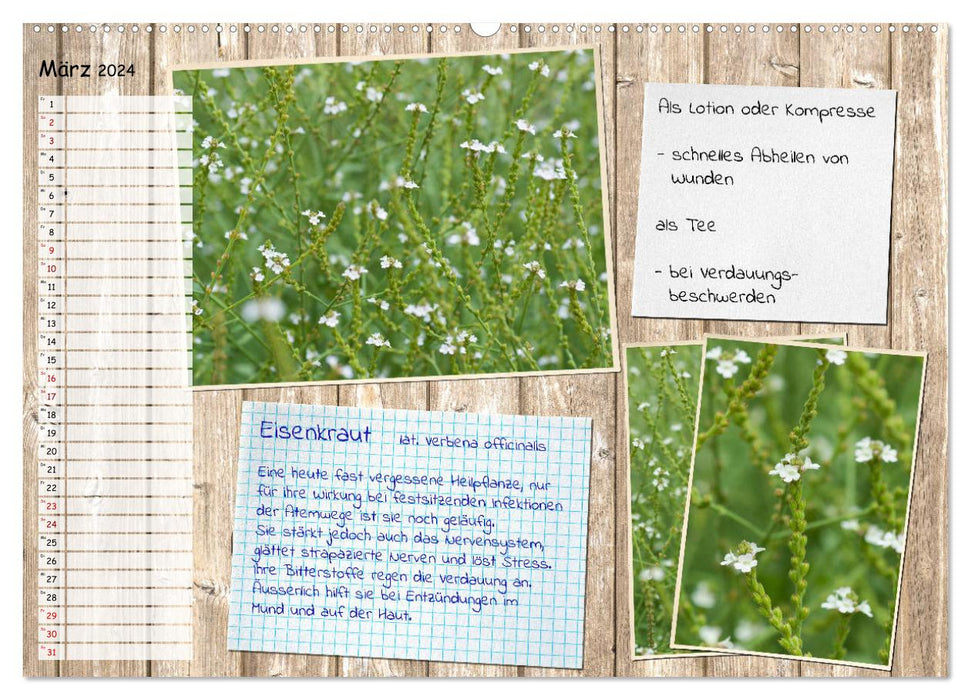 Heilpflanzen aus dem Garten (CALVENDO Premium Wandkalender 2024)